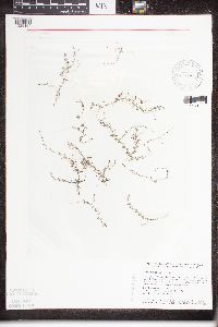 Utricularia minor image