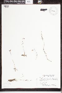 Utricularia minor image
