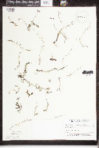Utricularia minor image