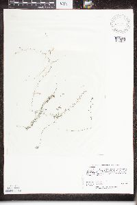 Utricularia minor image