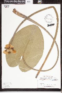 Nuphar variegata image