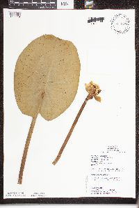 Nuphar variegata image