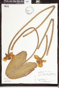 Nuphar variegata image