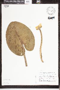 Nuphar variegata image