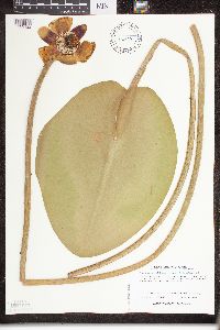 Nuphar variegata image