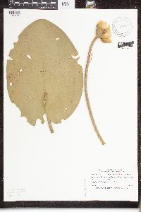 Nuphar variegata image