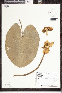 Nuphar variegata image