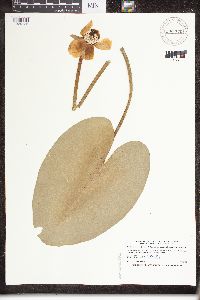 Nuphar variegata image