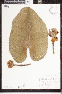 Nuphar variegata image