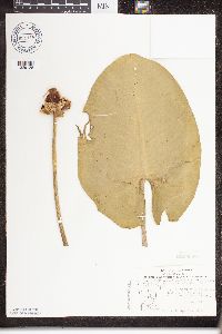 Nuphar variegata image