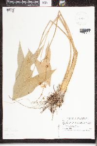 Sagittaria latifolia image