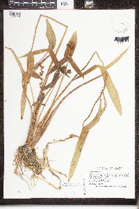 Sagittaria latifolia image
