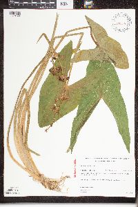 Sagittaria latifolia image