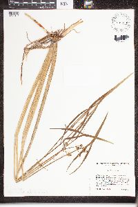 Sagittaria latifolia image