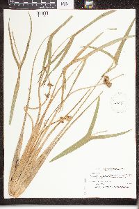 Sagittaria latifolia image