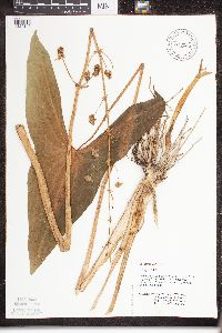 Sagittaria latifolia image