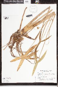 Sagittaria latifolia image