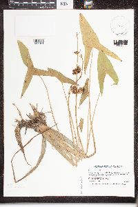 Sagittaria latifolia image