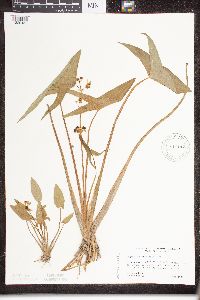 Sagittaria latifolia image