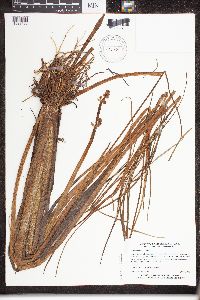 Sagittaria latifolia image