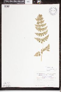 Cystopteris protrusa image