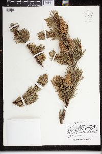 Pinus banksiana image