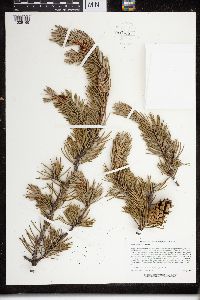 Pinus banksiana image