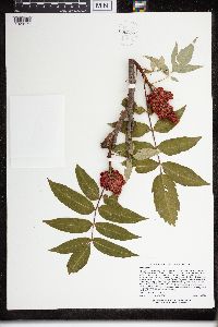 Rhus glabra image