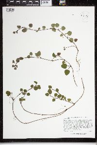Mitchella repens image