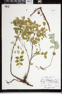 Symphoricarpos albus image