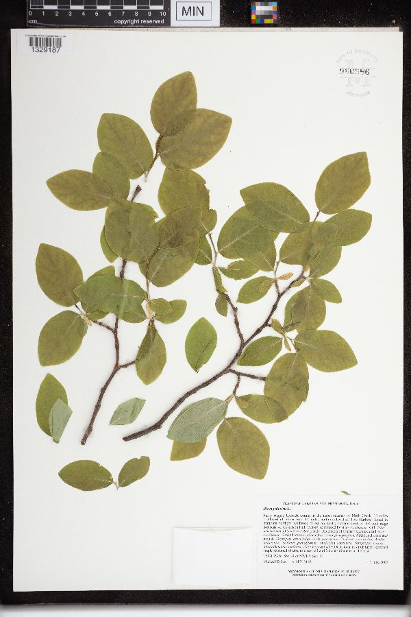 Dirca palustris image