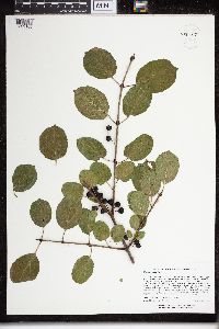Rhamnus cathartica image
