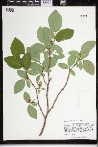 Dirca palustris image