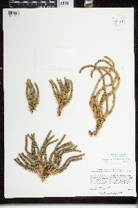 Huperzia selago image