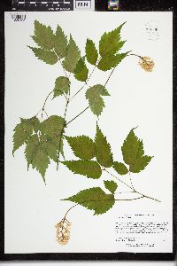 Actaea pachypoda image