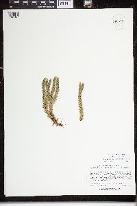 Huperzia selago image