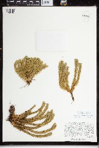 Huperzia selago image