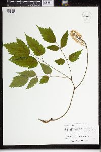 Actaea pachypoda image