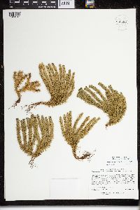 Huperzia selago image