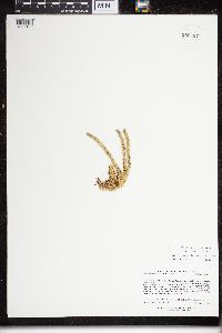 Huperzia appressa image