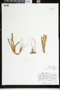 Huperzia selago image