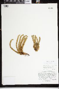 Huperzia x josephbeitelii image