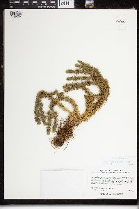 Huperzia x buttersii image