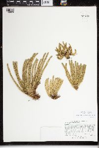 Huperzia selago image