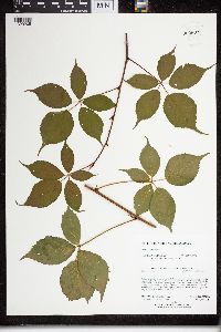 Rubus canadensis image