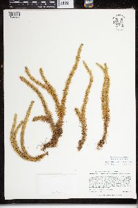 Huperzia selago image