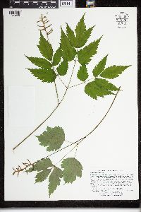 Actaea pachypoda image