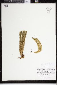 Huperzia x josephbeitelii image