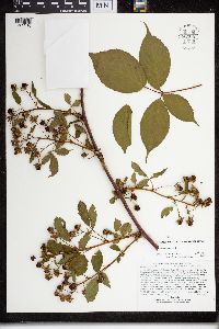 Rubus canadensis image