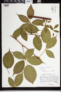 Rubus canadensis image